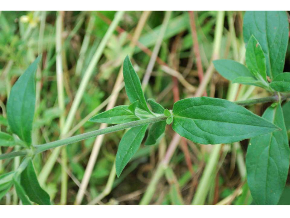 Silene latifolia Poir. s.l.